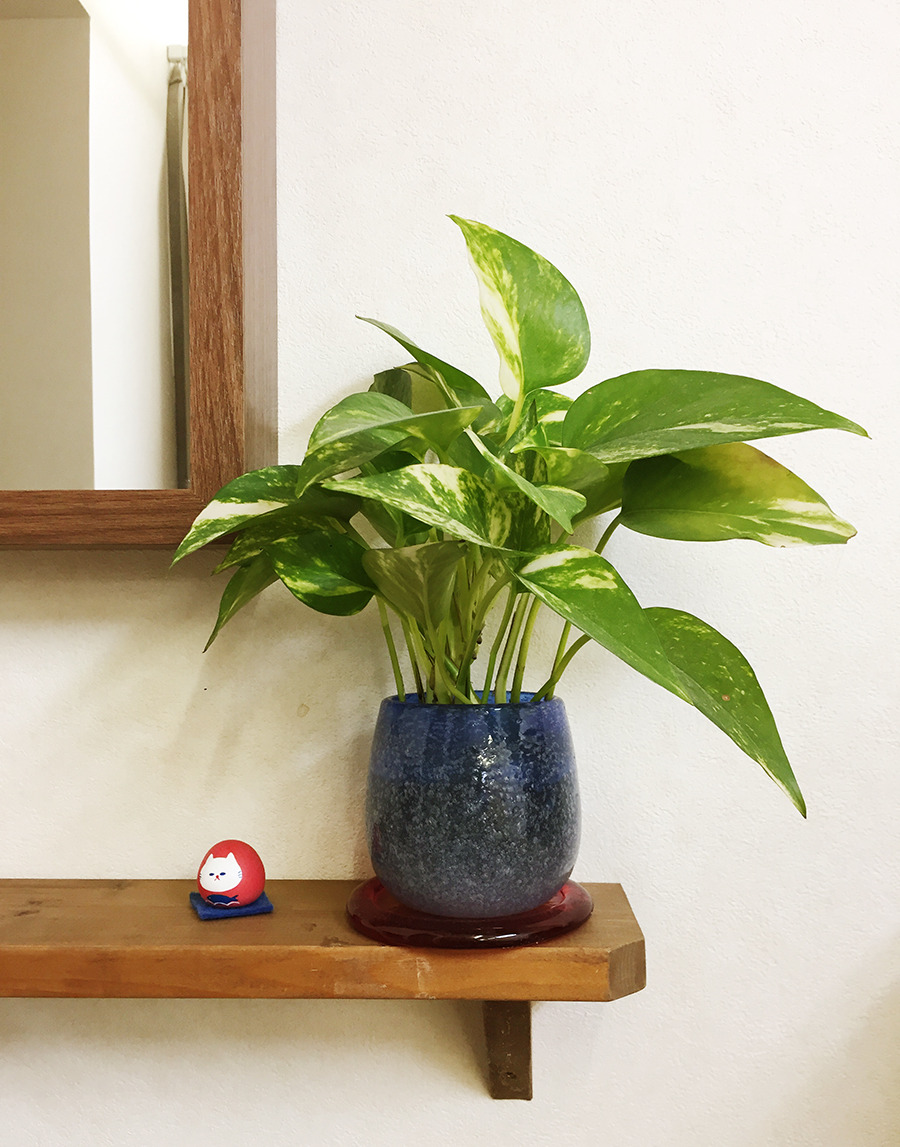 腰痛の改善経過報告になります