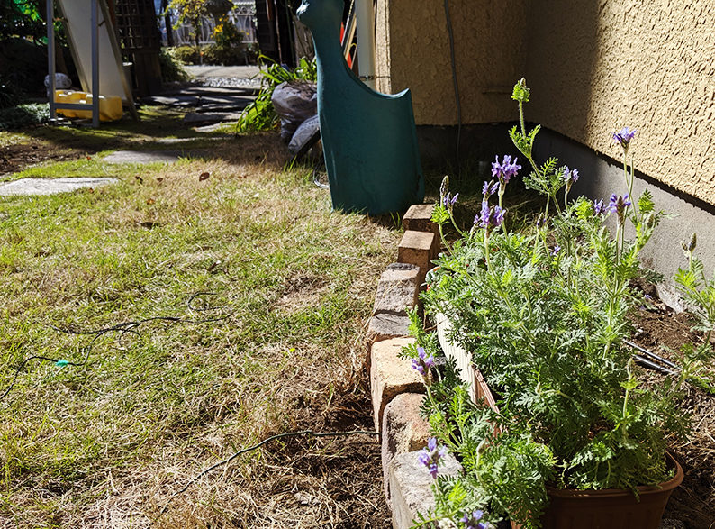 植物栽培ブログはじめました