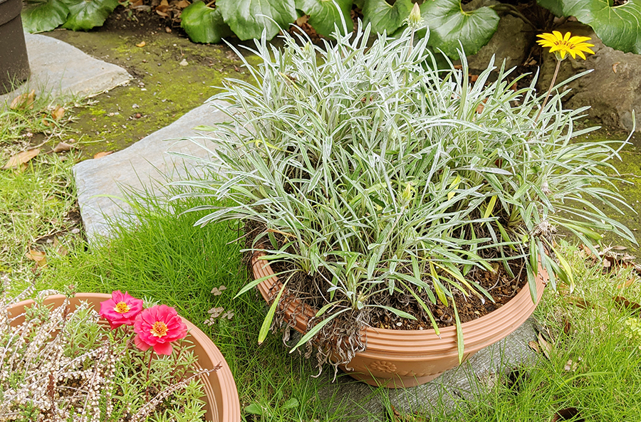 生理不順の改善について