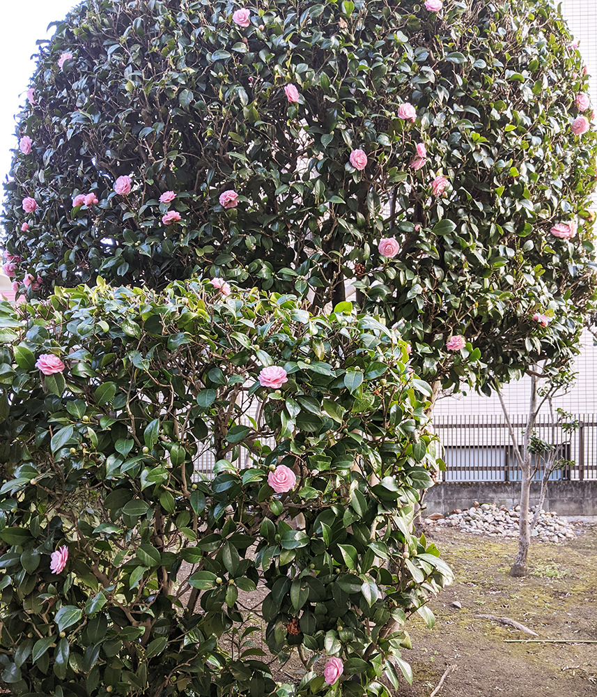 テレビでめまいを解消する体操というのをやっていたみたいです