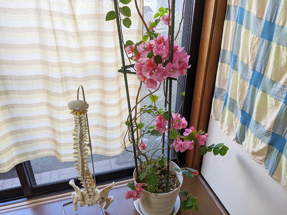 本当に効果のある“肩甲骨はがし”（大和市整体院コラム）